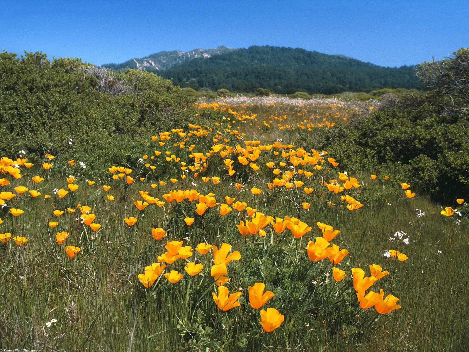 Nature Pic  2374