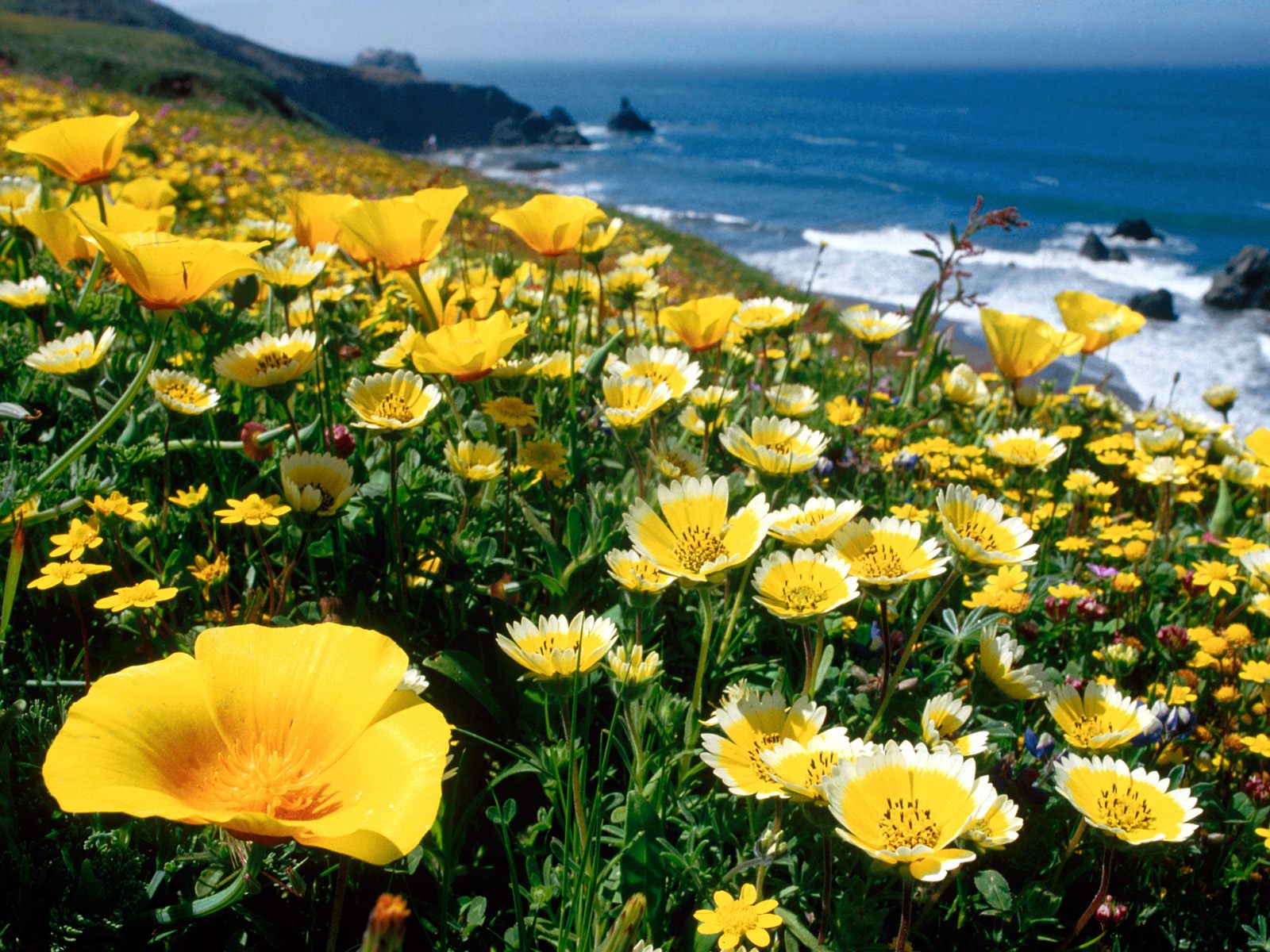 Nature Pic  2375