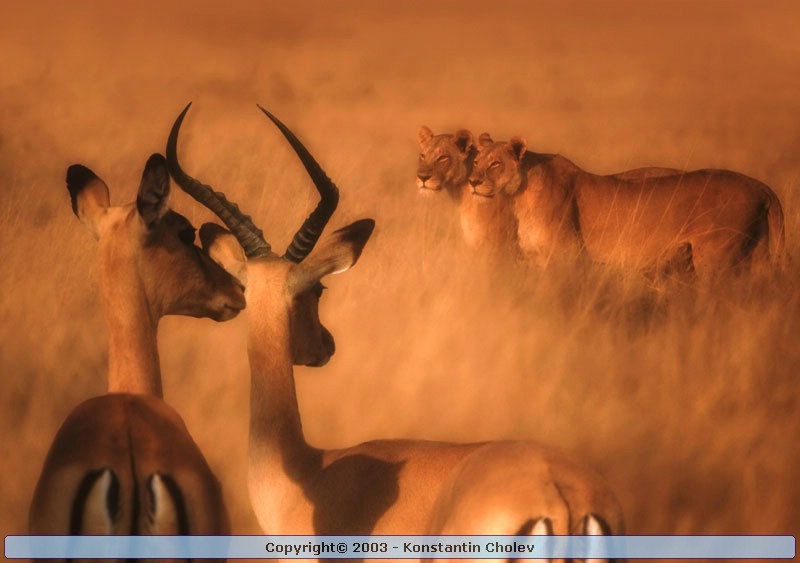Nature Pic  246