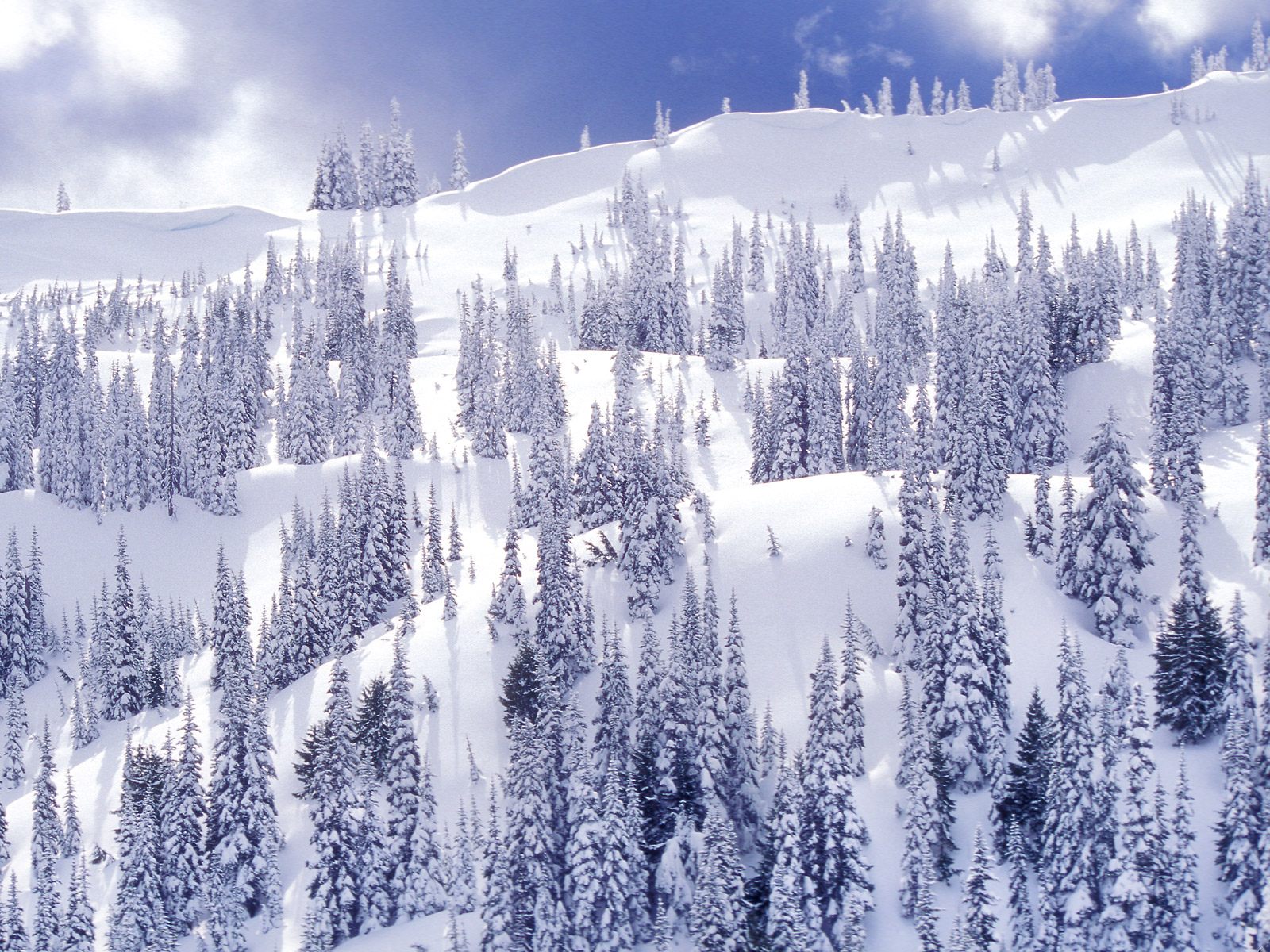 Nature Pic  250