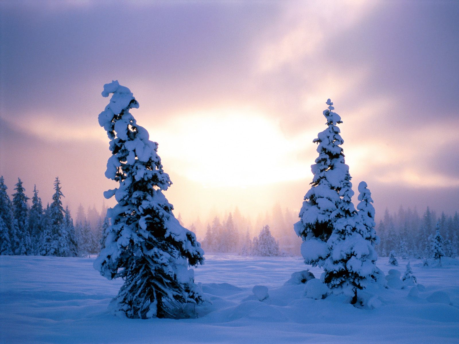 Nature Pic  256