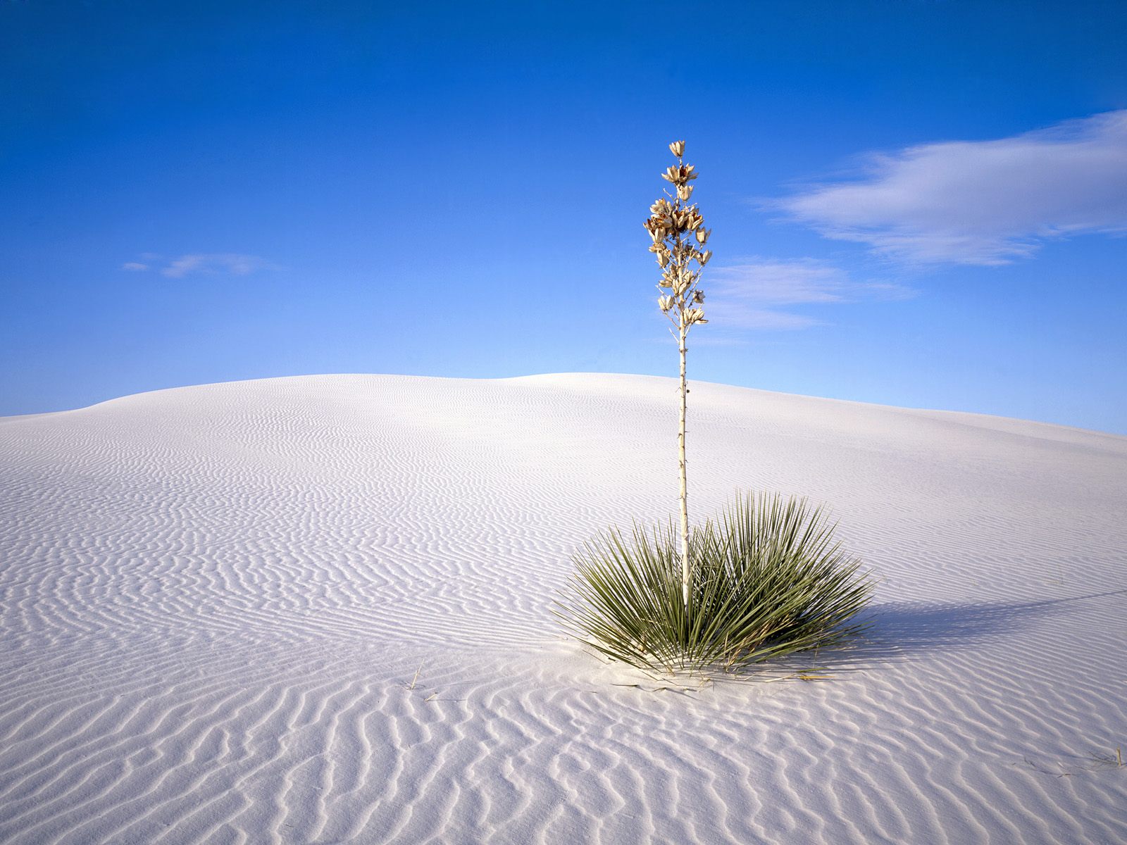 Nature Pic  261