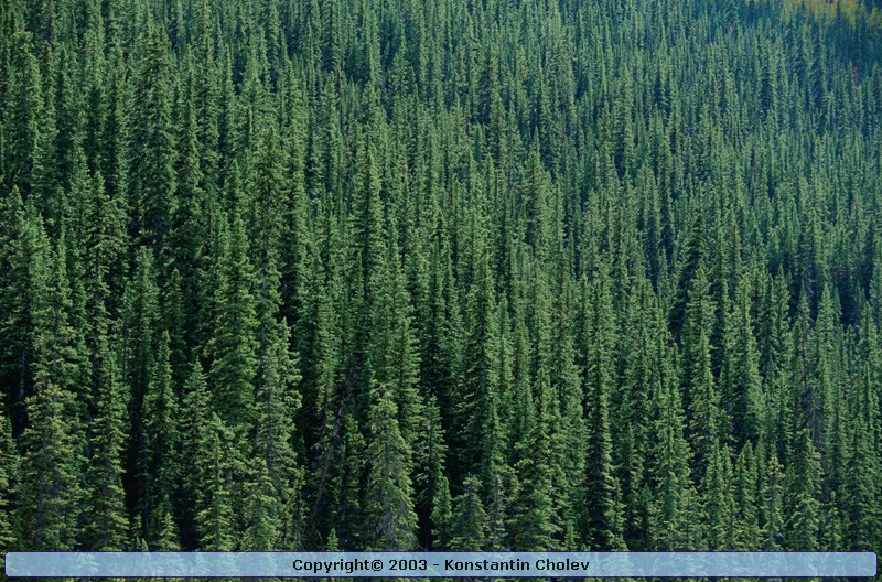 Nature Pic  32