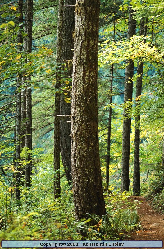 Nature Pic  33
