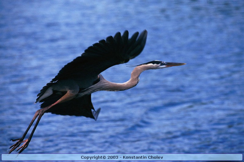 Nature Pic  332