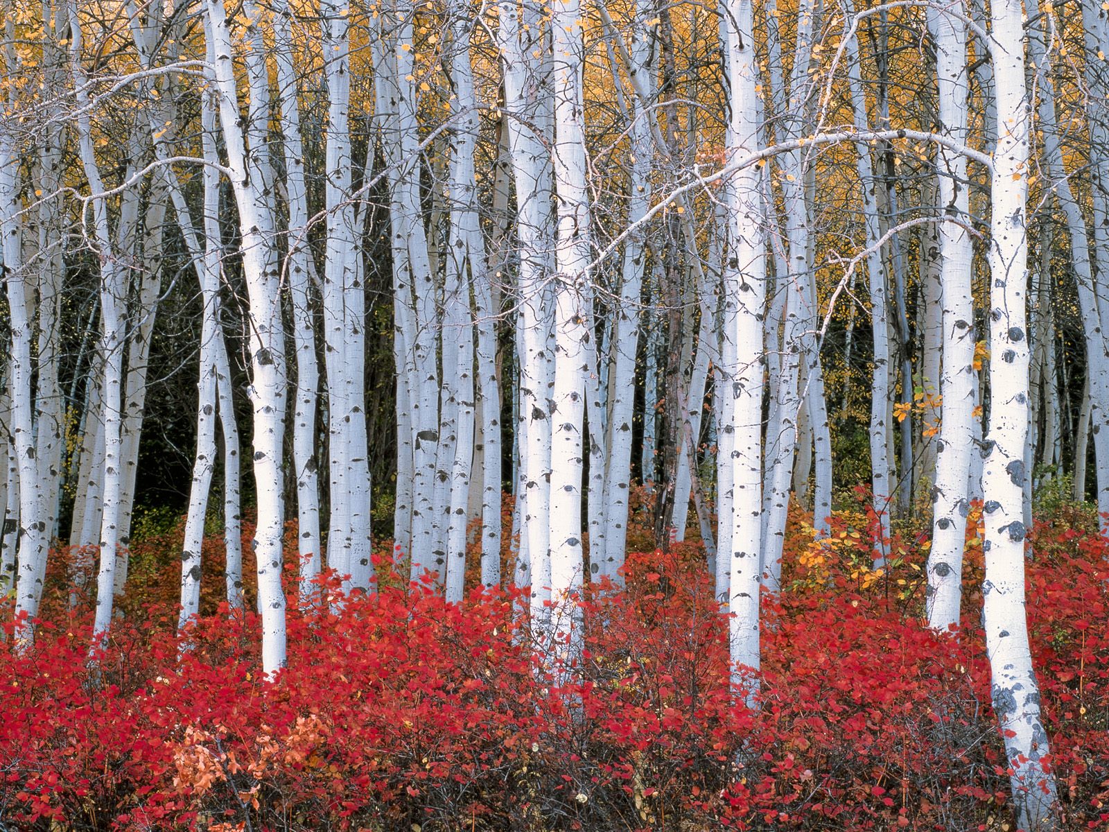 Nature Pic  416