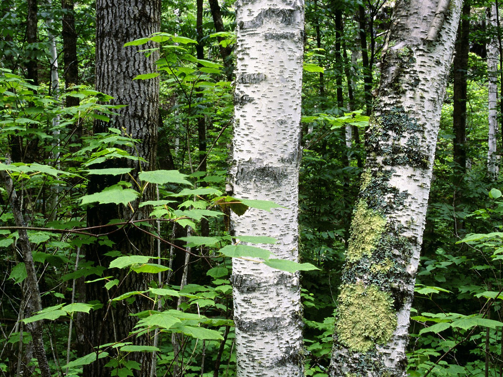 Nature Pic  421