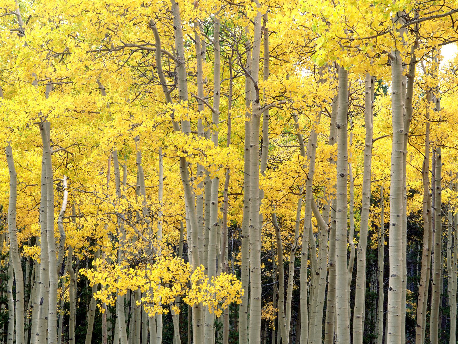 Nature Pic  432