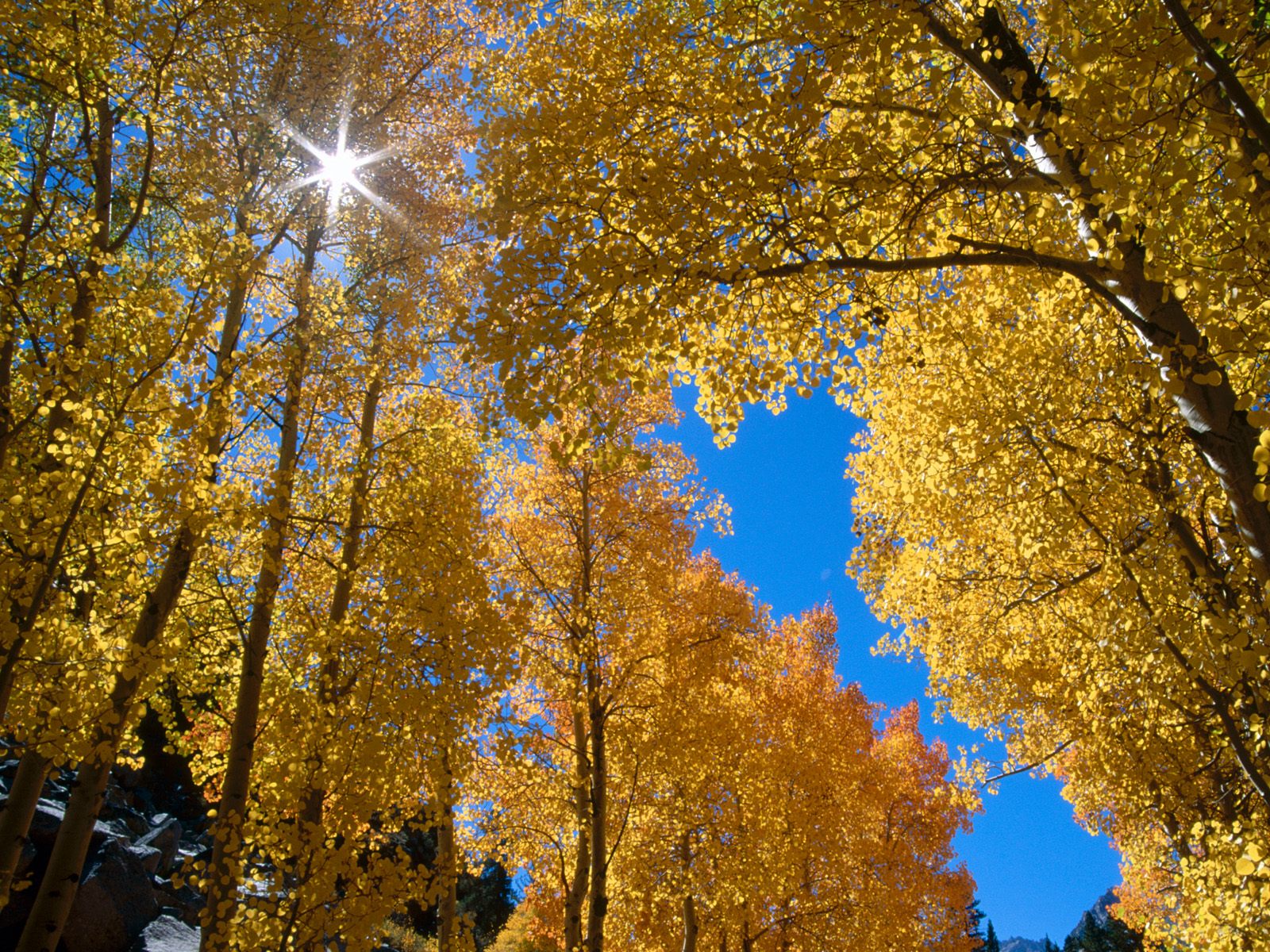 Nature Pic  436