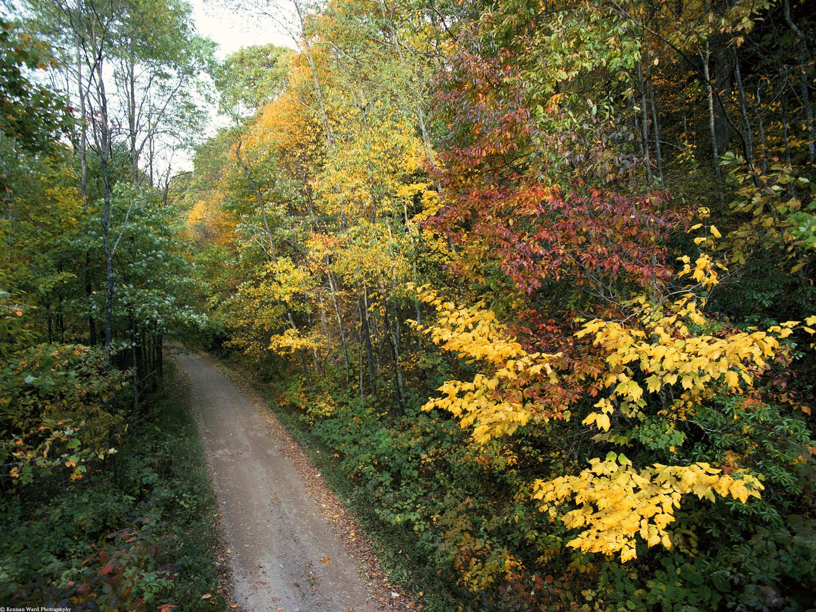 Nature Pic  454