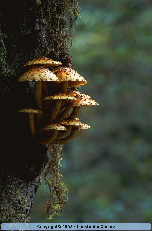 Nature Pic  46