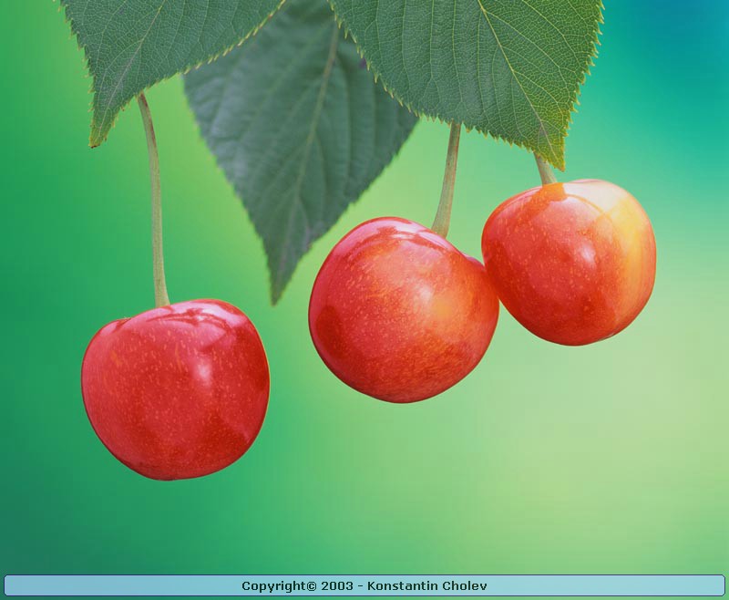 Nature Pic  467