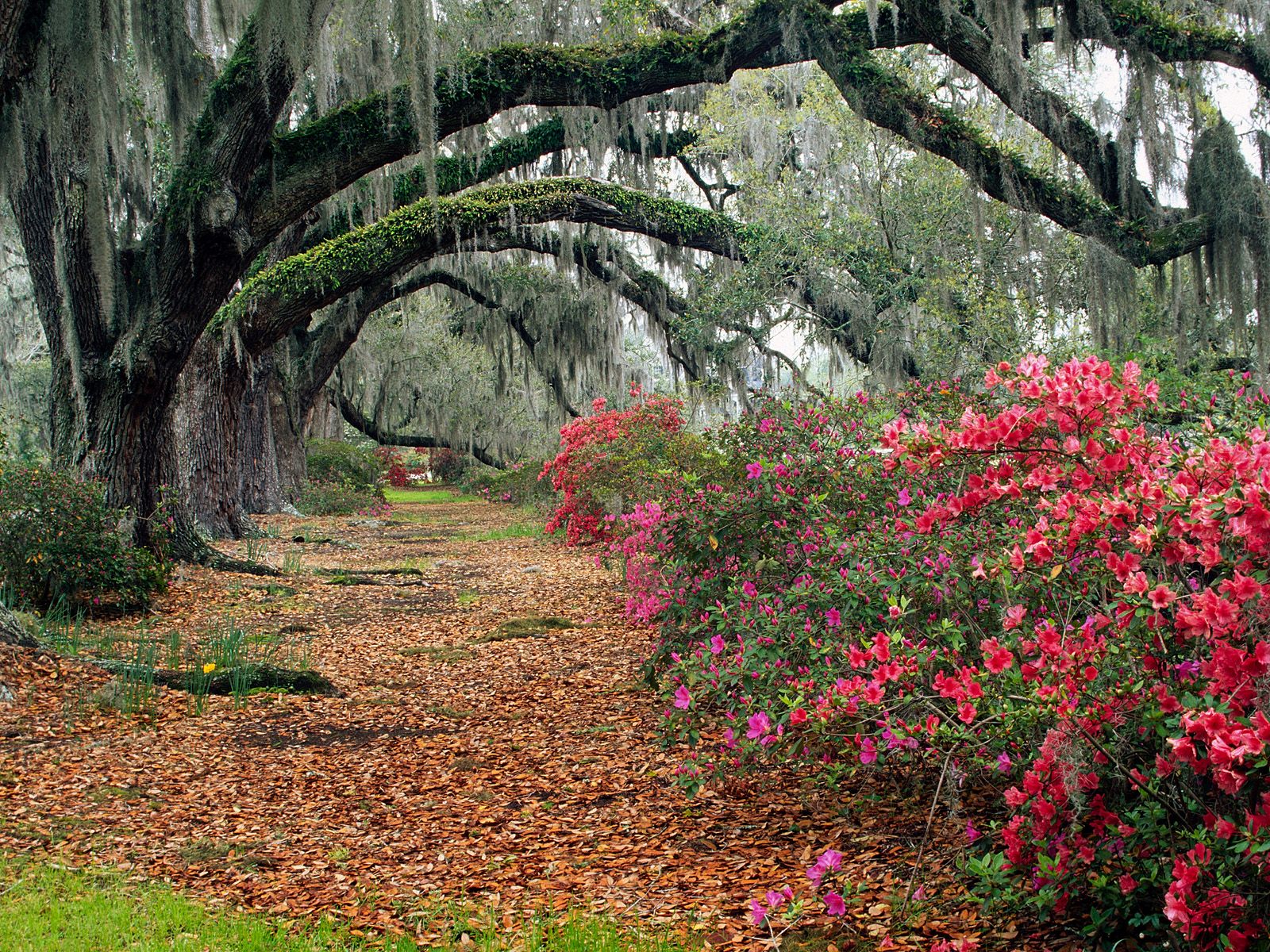 Nature Pic  474