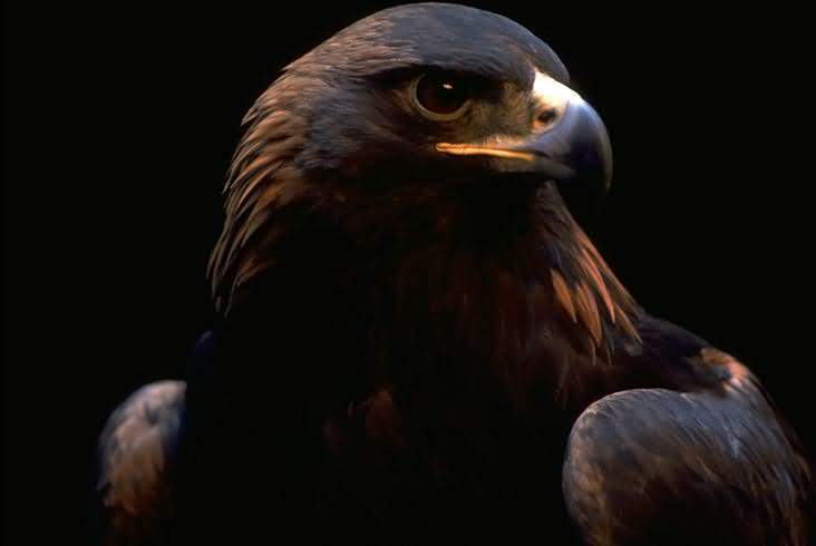 Nature Pic  481