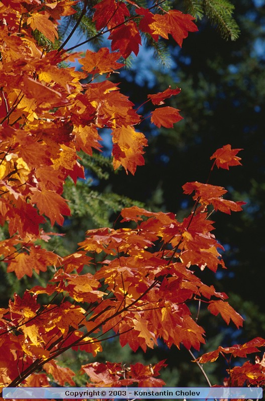 Nature Pic  50