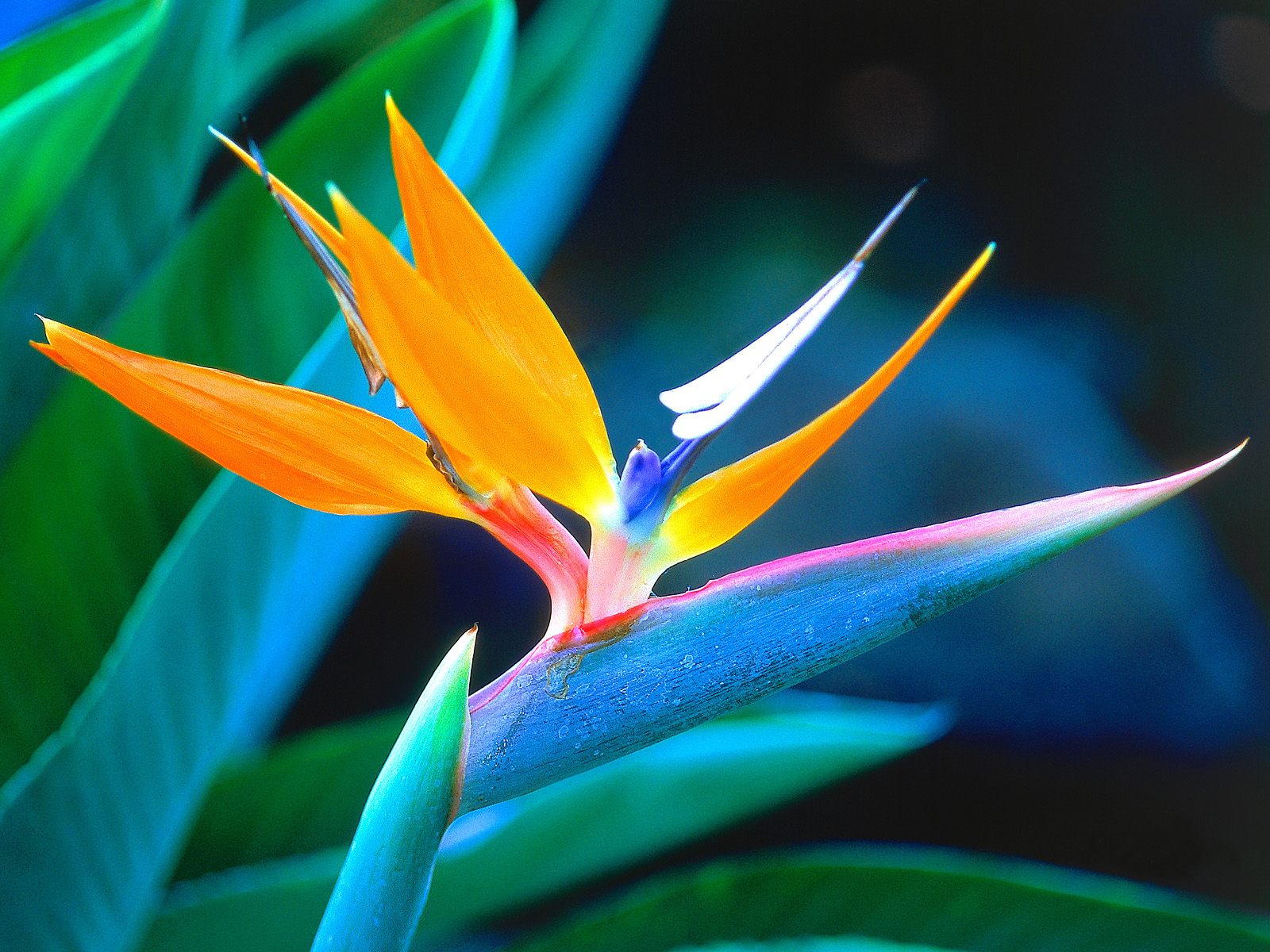 Nature Pic  535