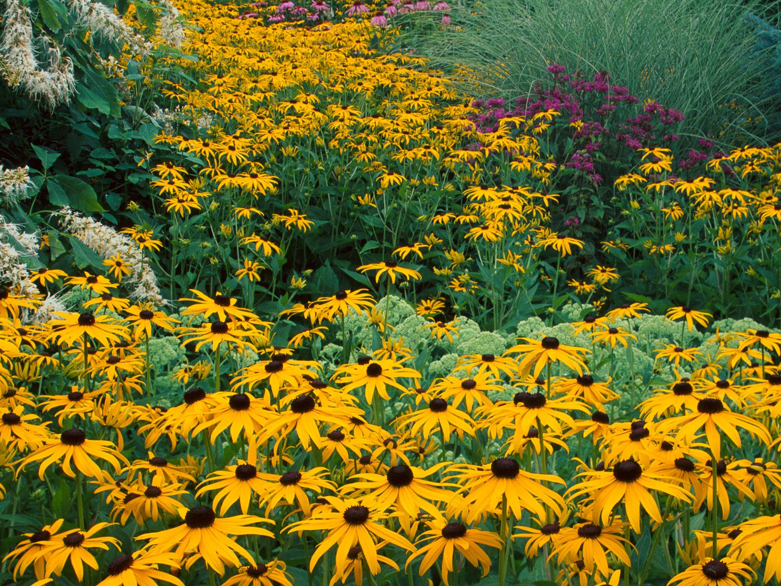 Nature Pic  537