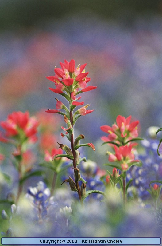 Nature Pic  56