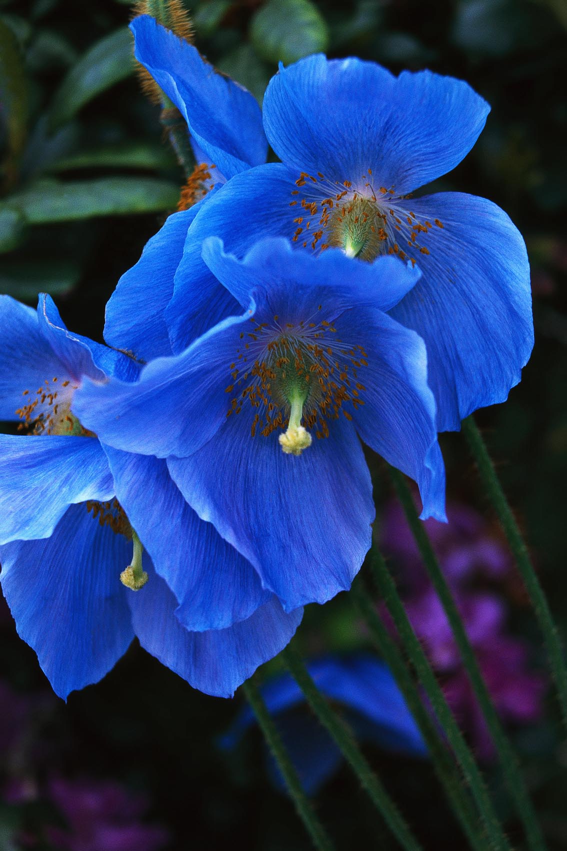 Nature Pic  571