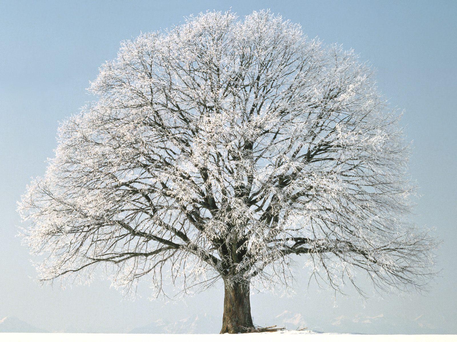 Nature Pic  596