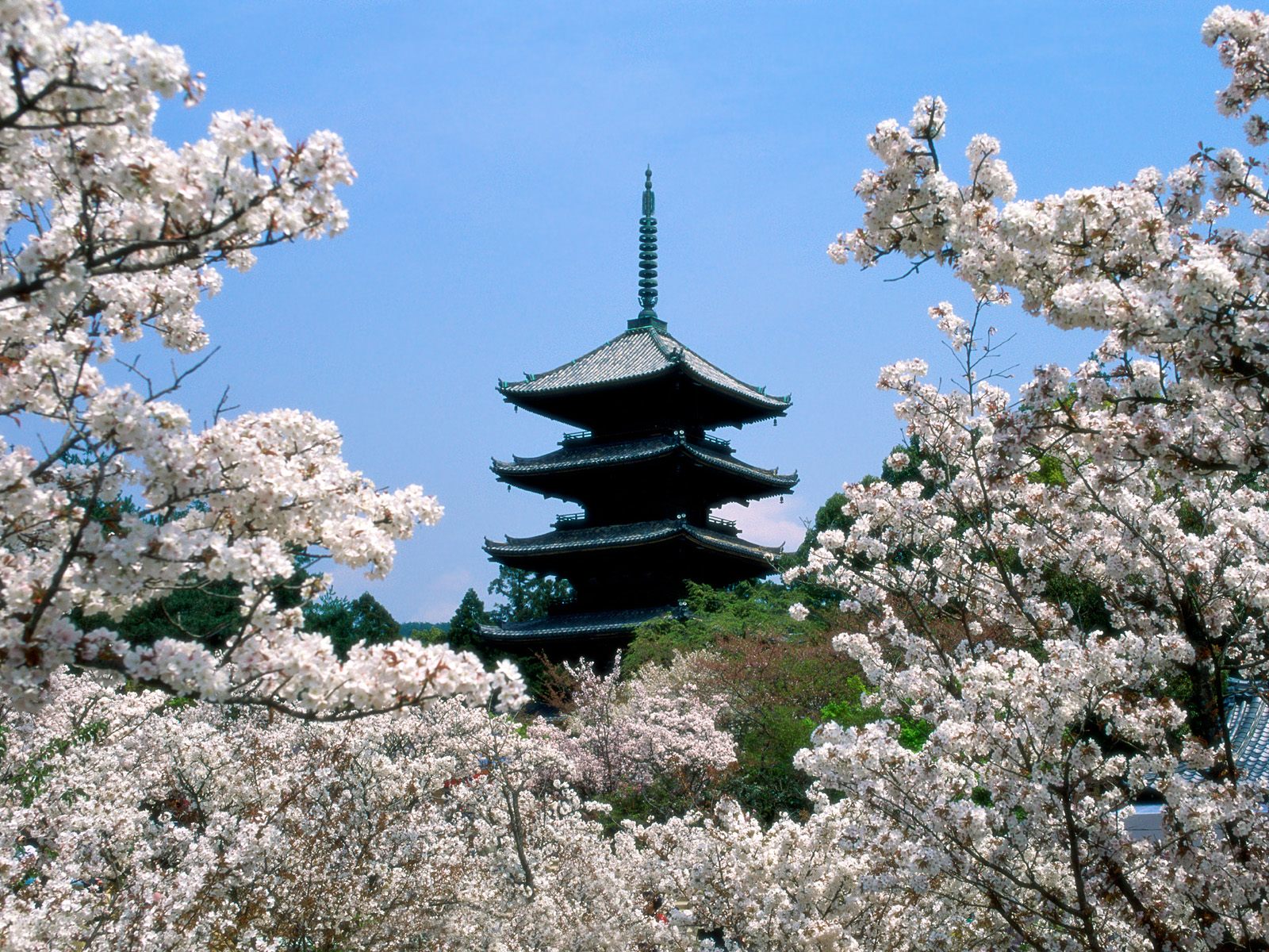 Nature Pic  602
