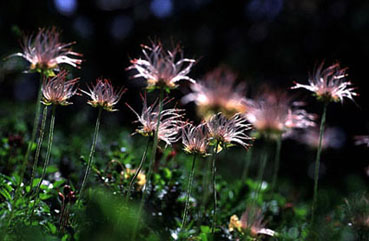 Nature Pic  611