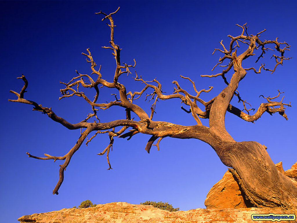 Nature Pic  661