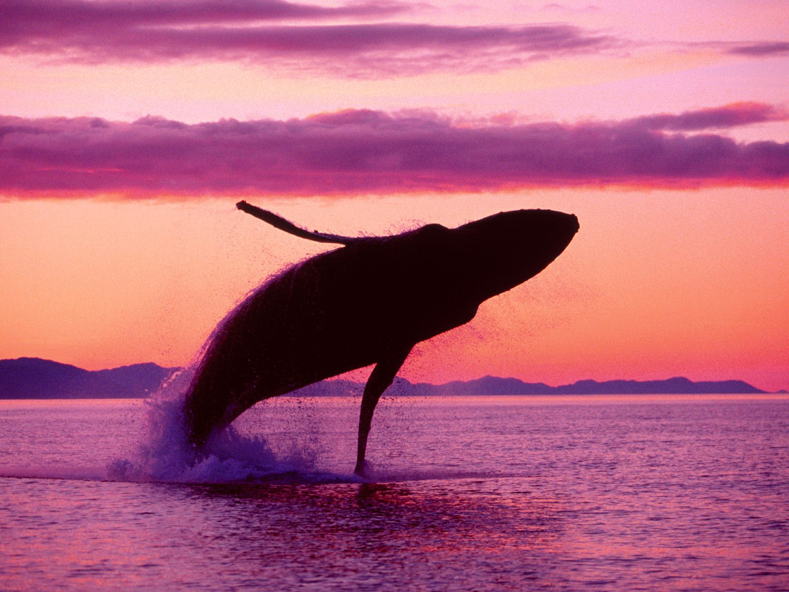 Nature Pic  699