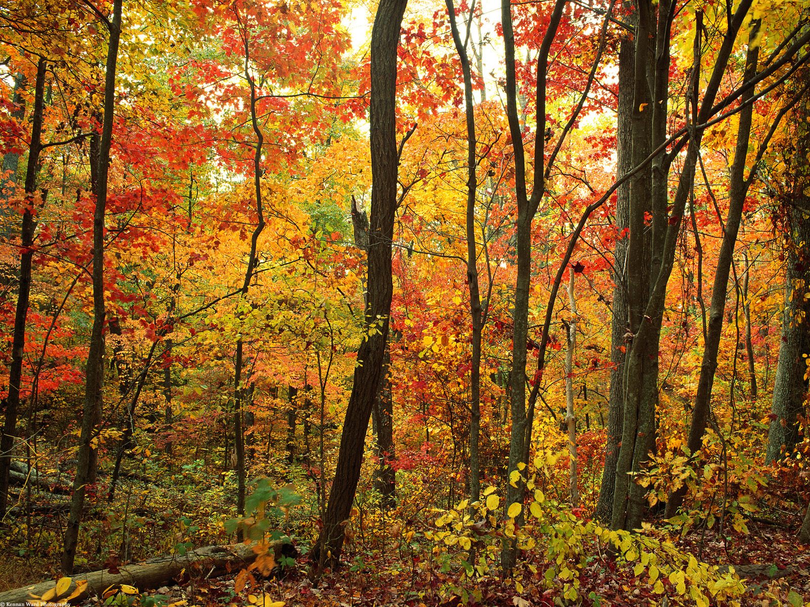 Nature Pic  700