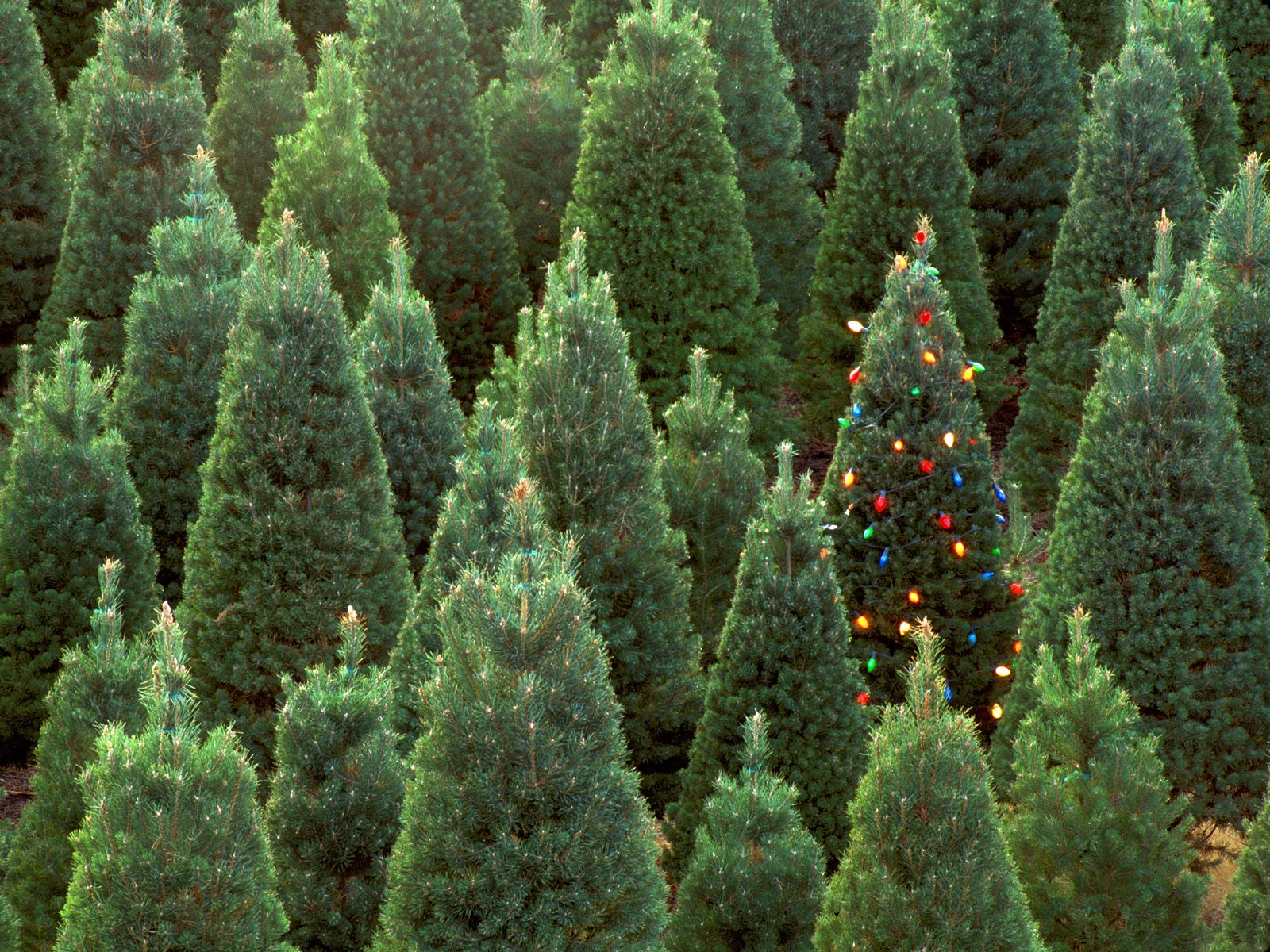 Nature Pic  732