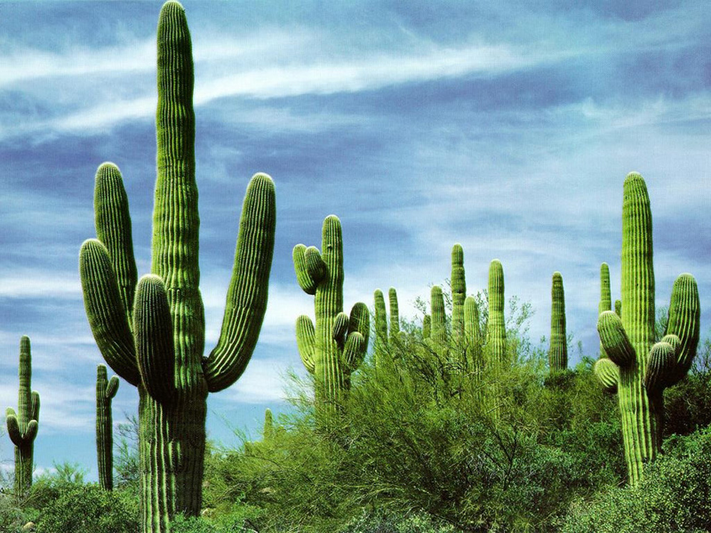 Nature Pic  754