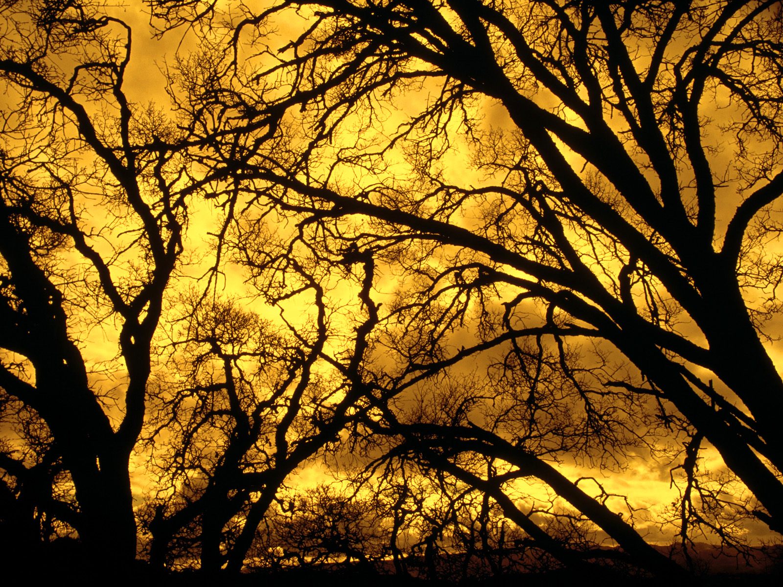 Nature Pic  755