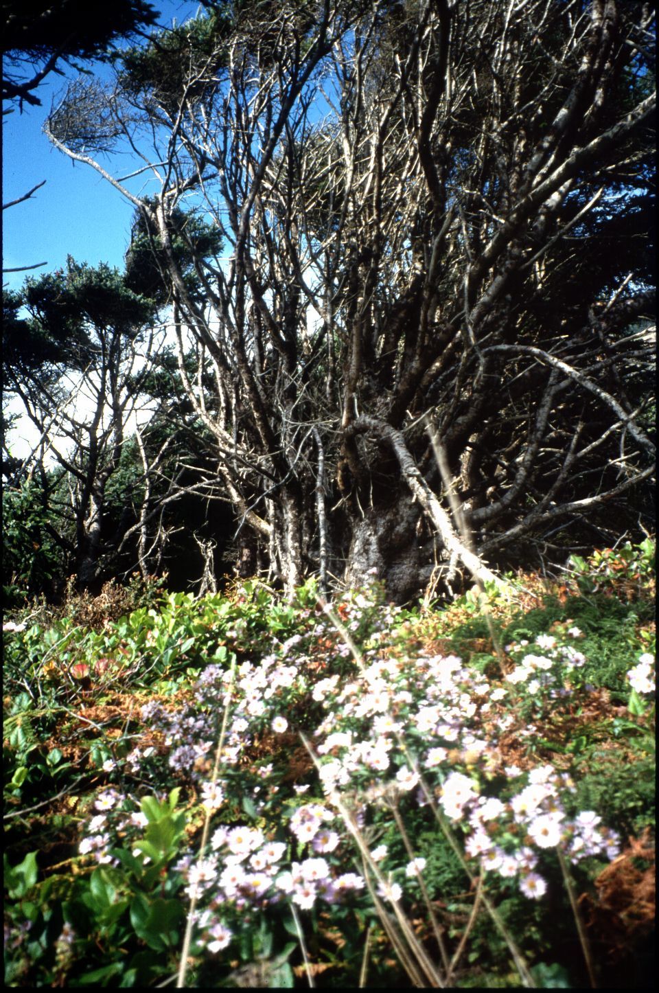 Nature Pic  756