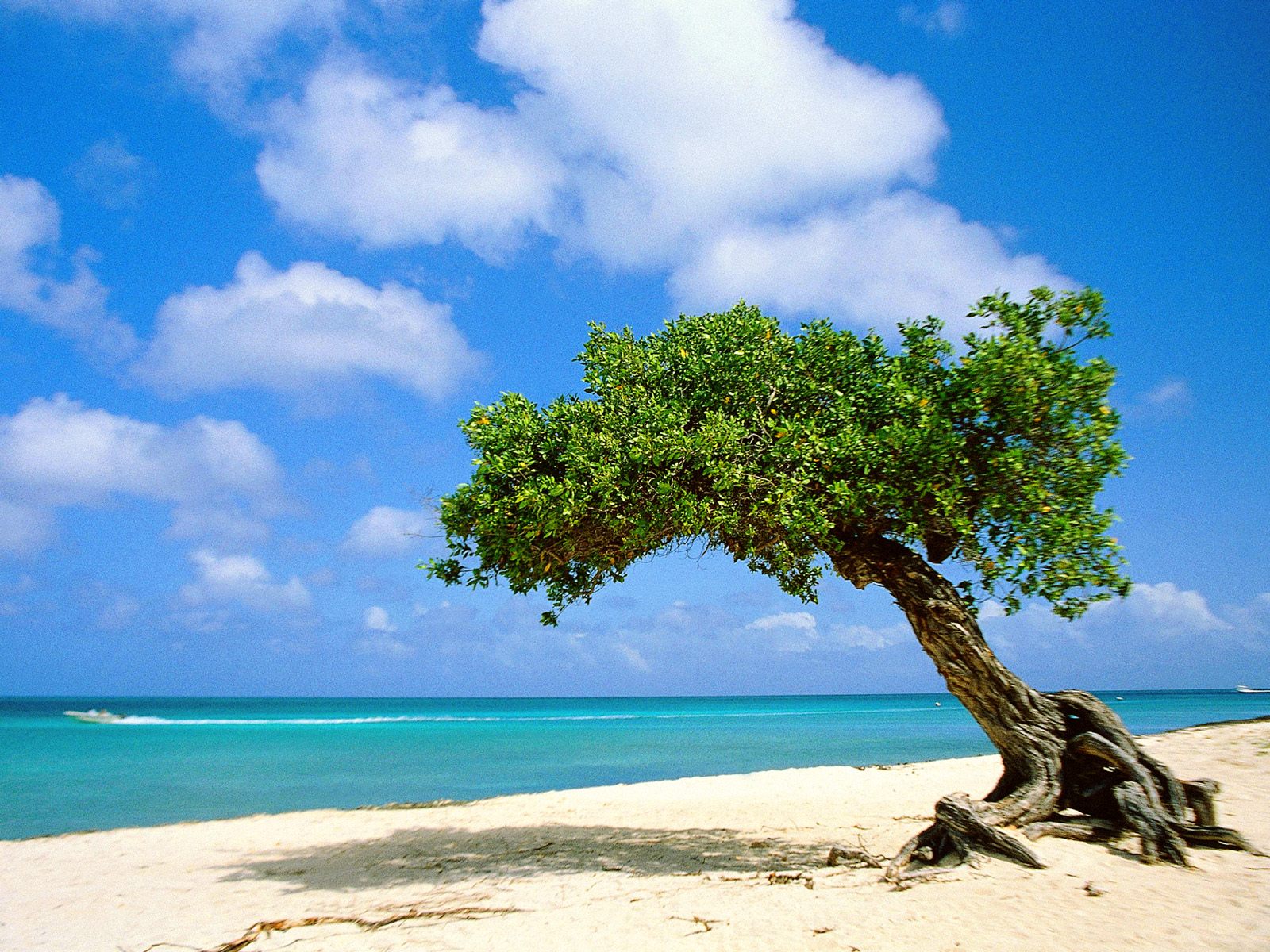 Nature Pic  771