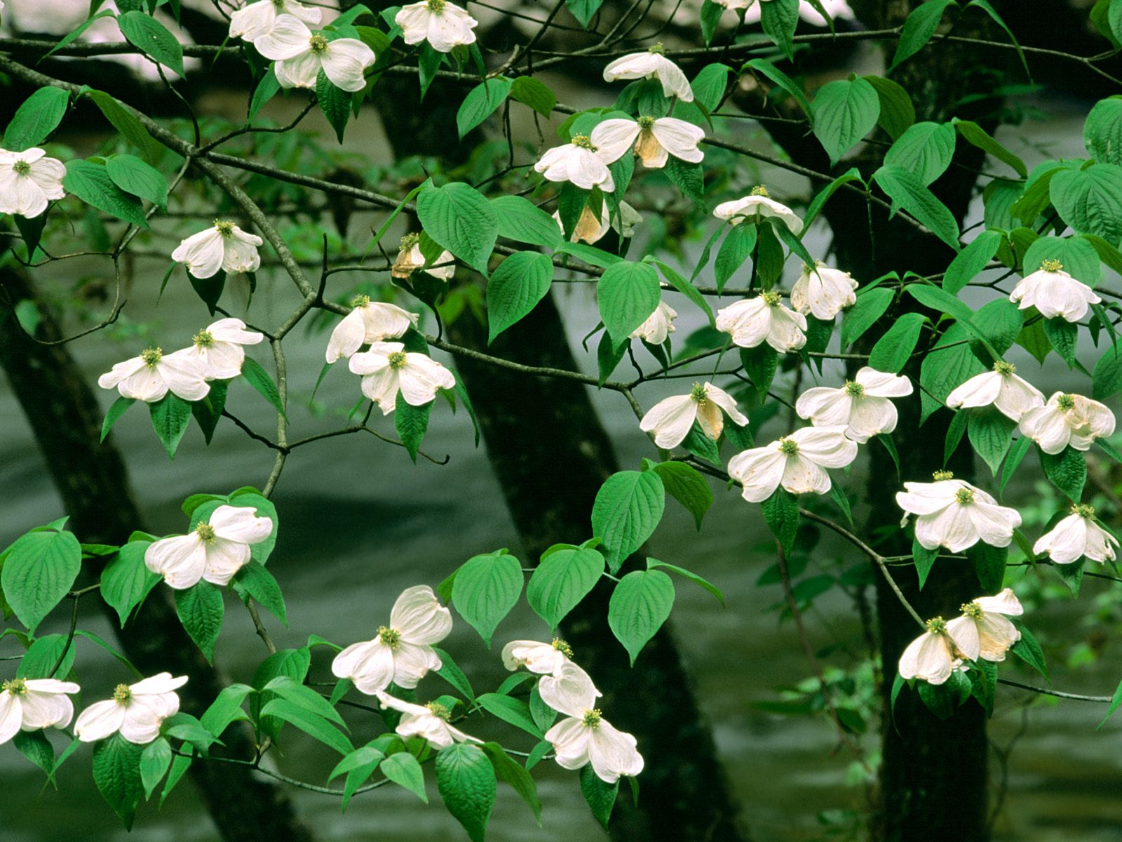 Nature Pic  777