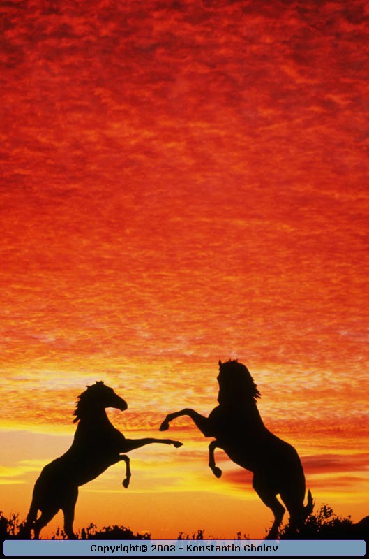 Nature Pic  78