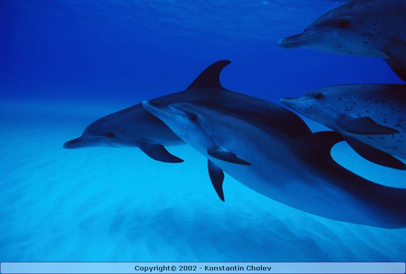 Nature Pic  780