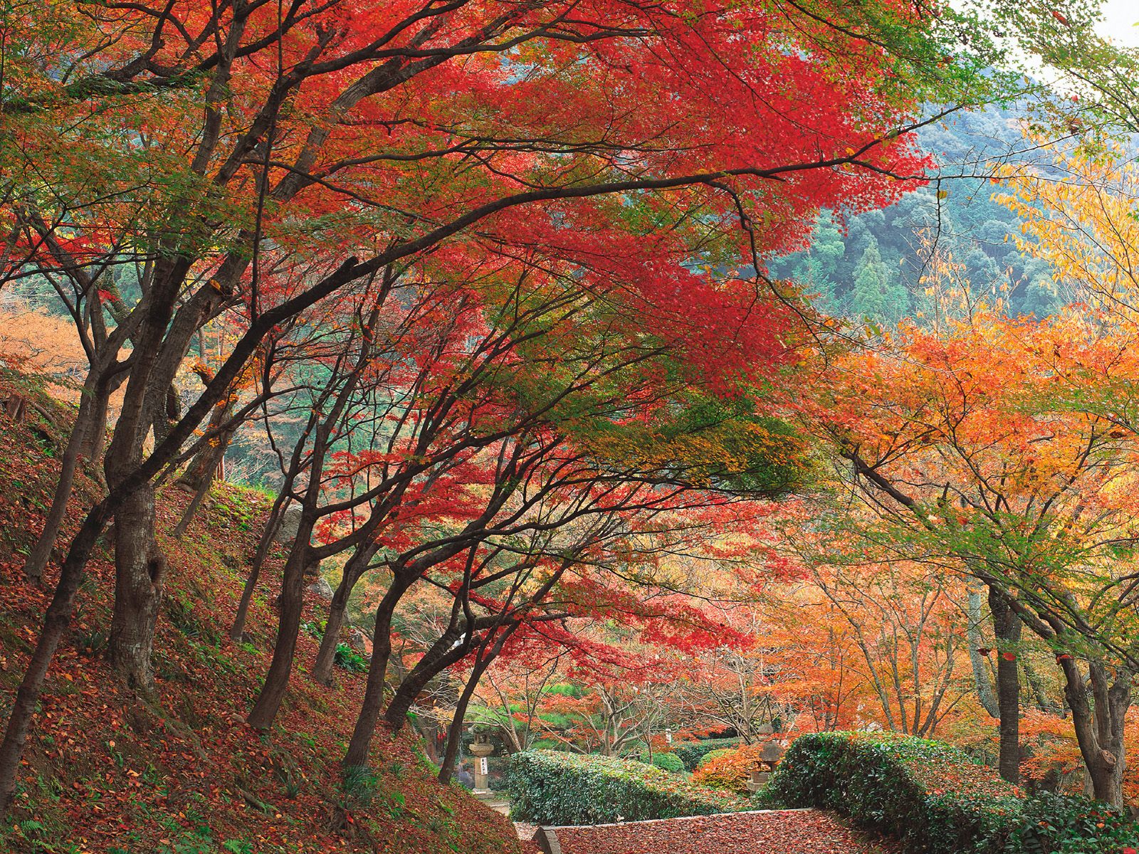 Nature Pic  790