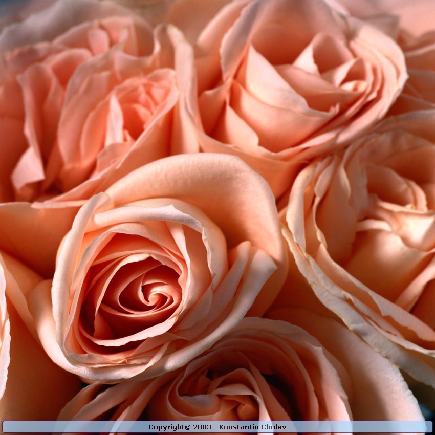 Nature Pic  825