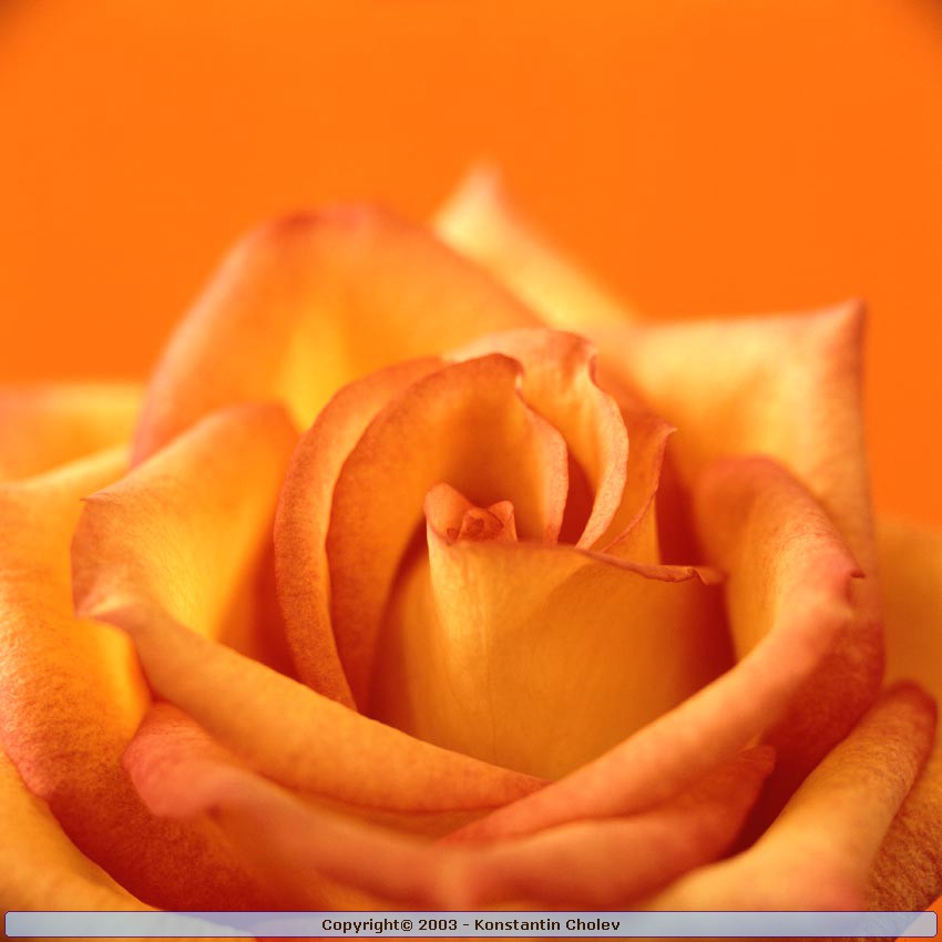 Nature Pic  826