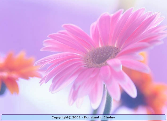 Nature Pic  828