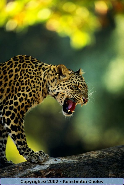 Nature Pic  84
