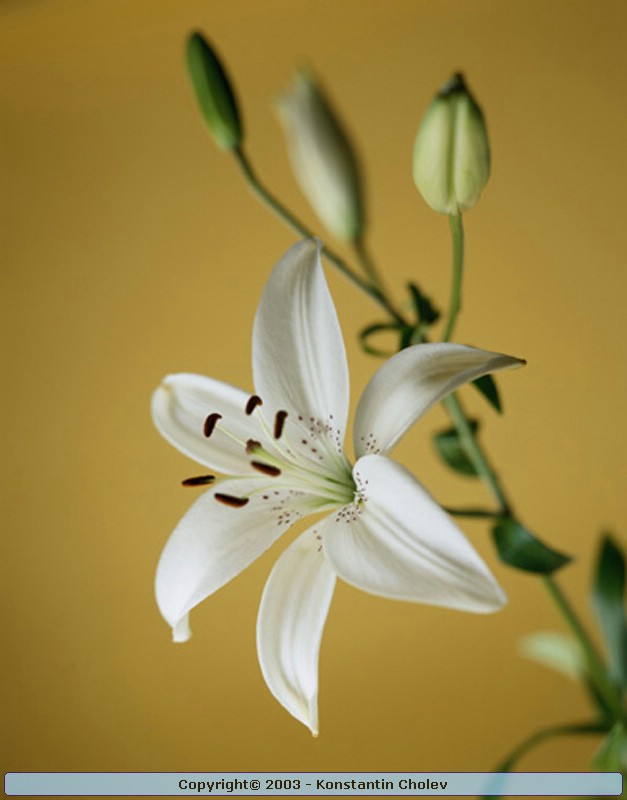 Nature Pic  87