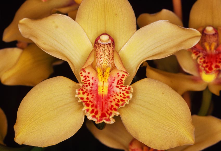 Nature Pic  890