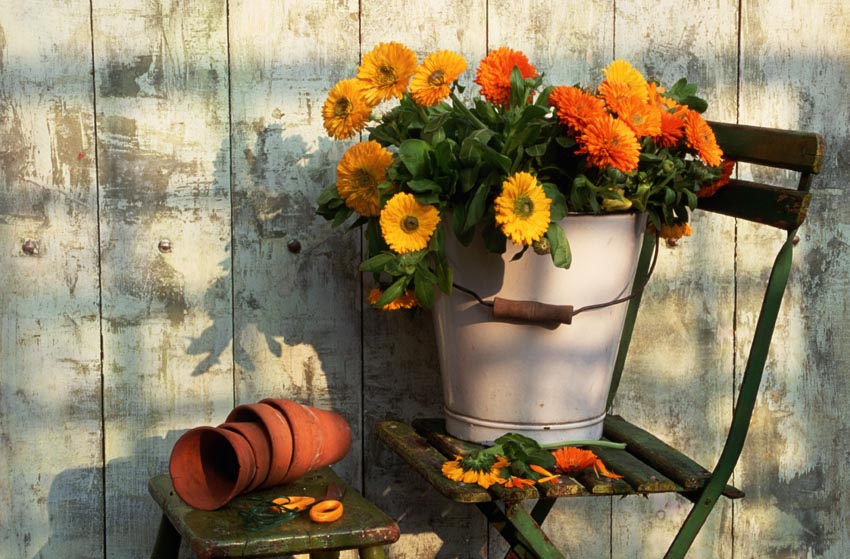 Nature Pic  905