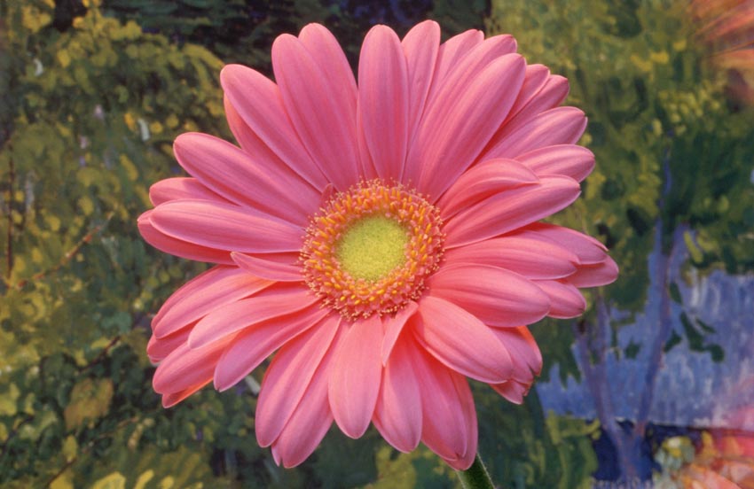 Nature Pic  906