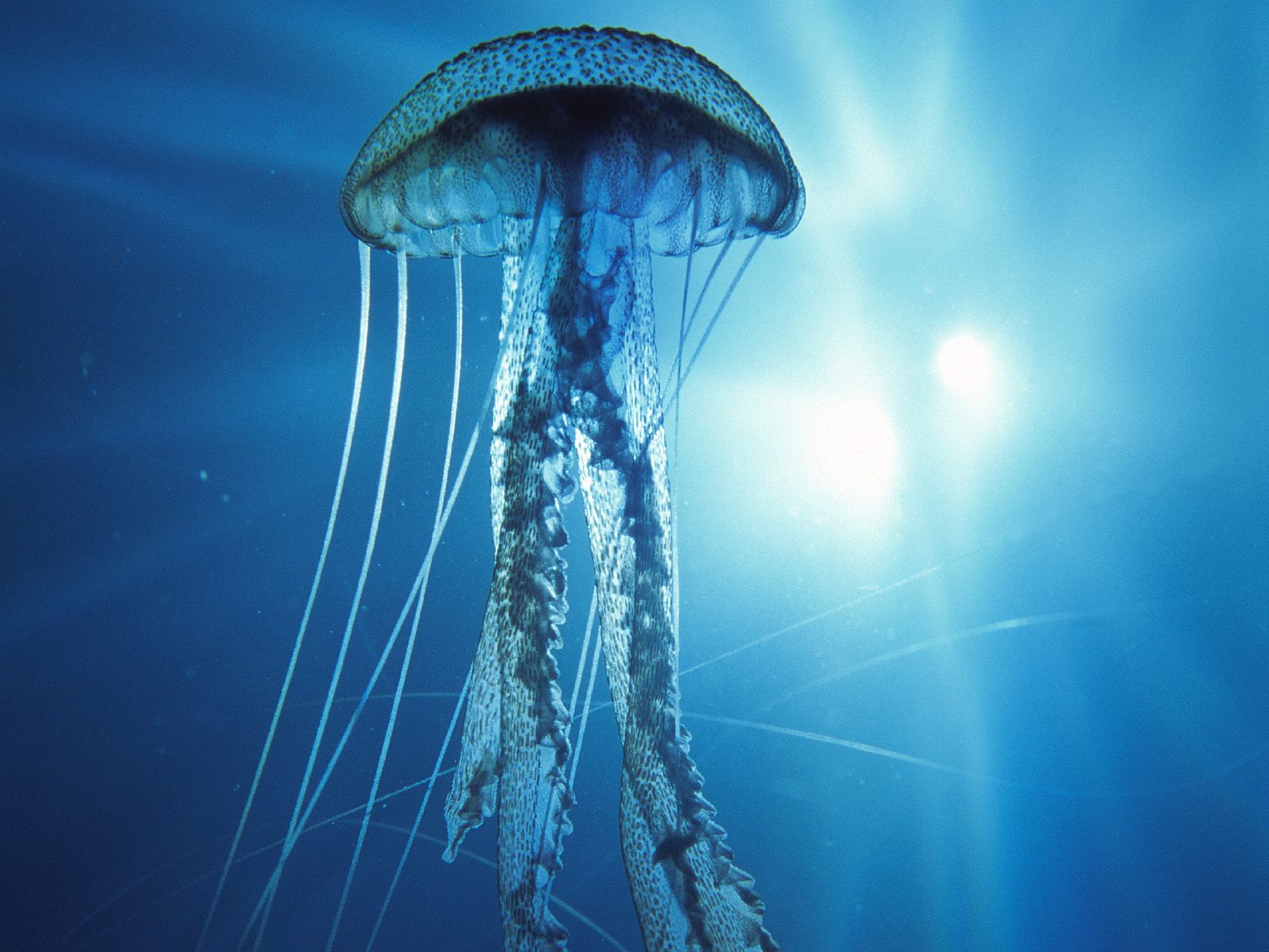 Nature Pic  918