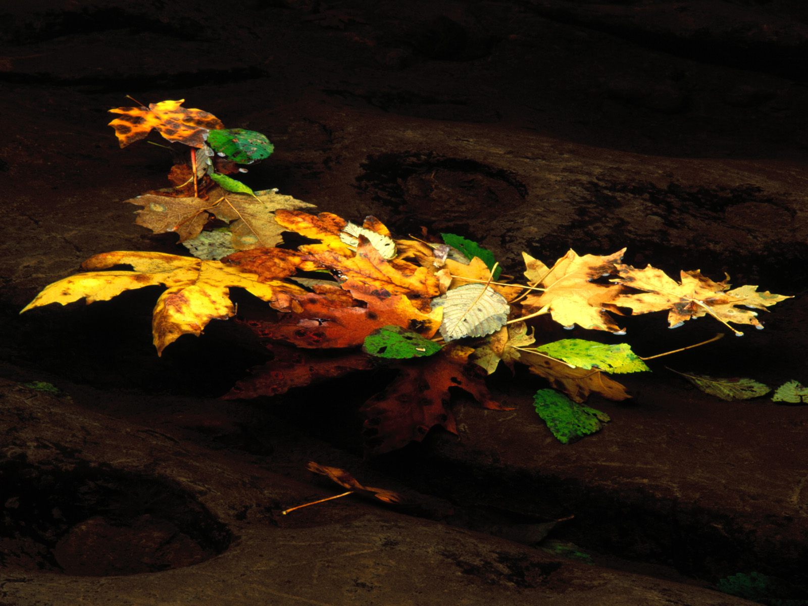 Nature Pic  924
