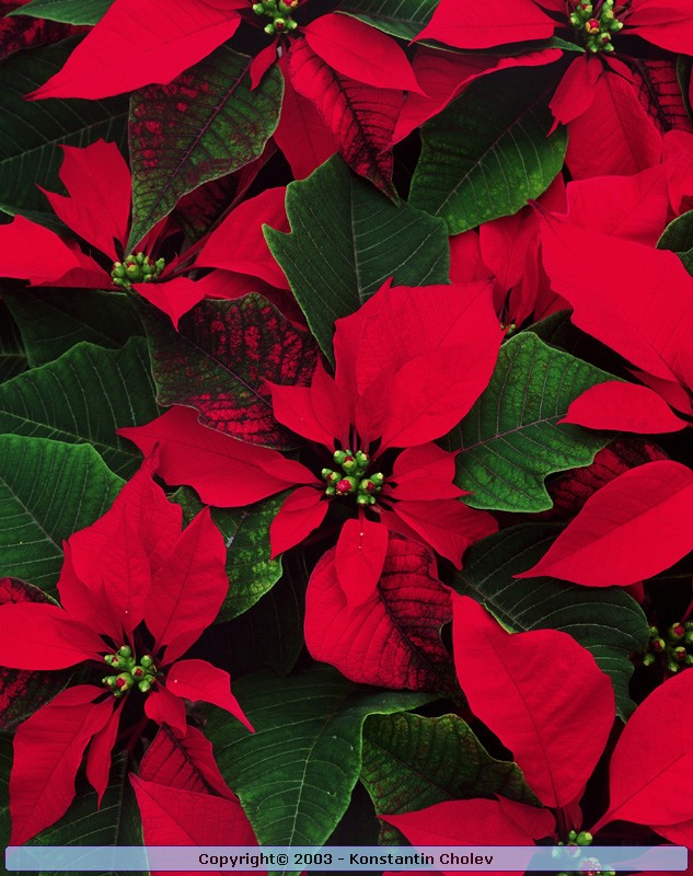 Nature Pic  948