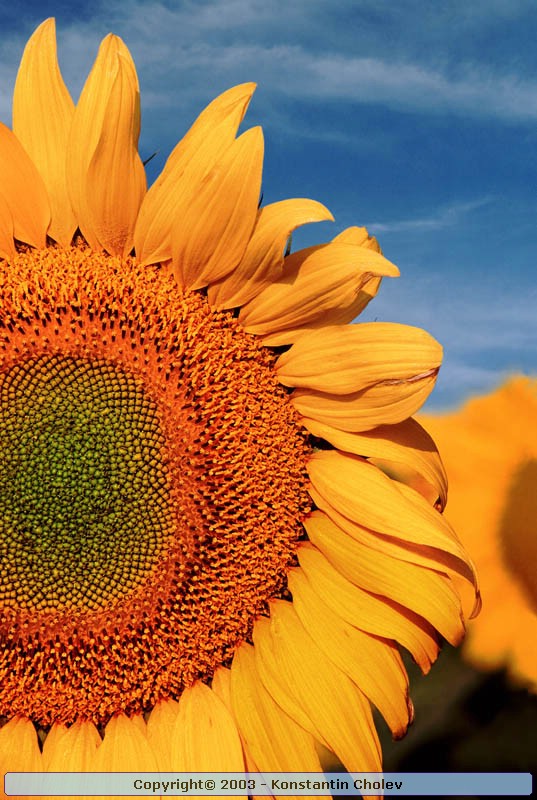 Nature Pic  951